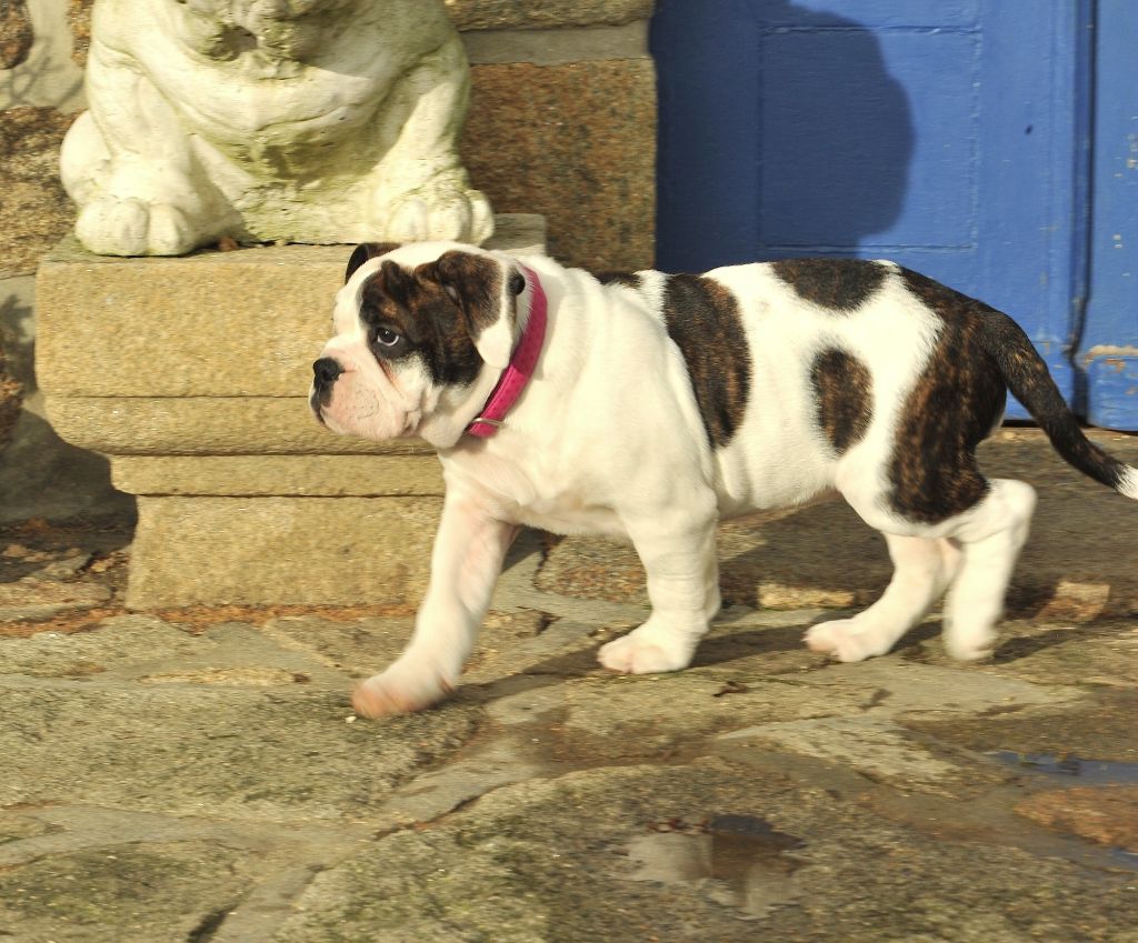 Portée Bulldog Continental des ETOILES DE LA RIA